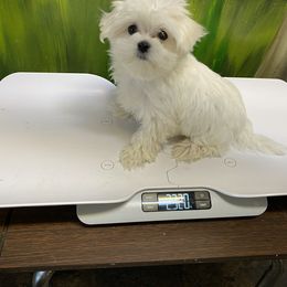Silly - Maltese