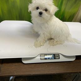 Silly - Maltese