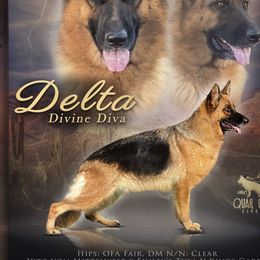 Delta - German Shepherd