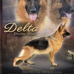 Delta - German Shepherd