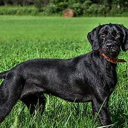 German Wirehaired Pointers and Pudelpointers from Ripsnorter Kennels