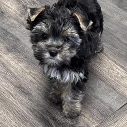 Chloe - Black and tan female Yorkshire Terrier puppy in Lampasas, Texas from Lone Star Yorkies Texas