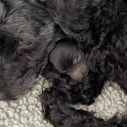 Witchy - Black and white female Aussiedoodle puppy in Campbell, California from Mini AussieDoodle Puppies