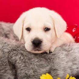 Labrador Retriever Puppies from Sarah Baxter