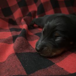 Dachshund Puppies from Holly’s Mini Weenies