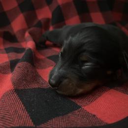 Dachshund Puppies from Holly’s Mini Weenies