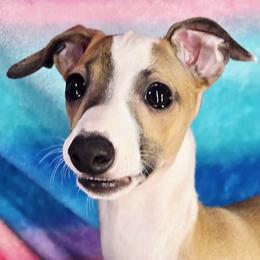 Justify - Red male Italian Greyhound puppy in Cadwell, Georgia from All The DoDa Day Italian Greyhounds