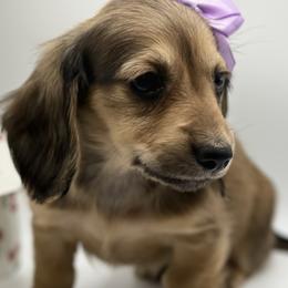 AKC Pink - Sable female Dachshund puppy in Bartlesville, Oklahoma from OkieDokieDox