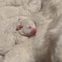 Rabbit - White Maremma Sheepdog puppy in Riverhead, New York from Sunny Shore Farms