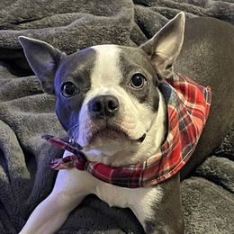 Boston Terriers from Desert Boston Terriers