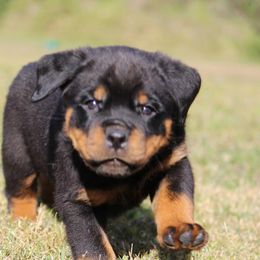 Rottweiler Puppies from Macht Haus Rottweilers