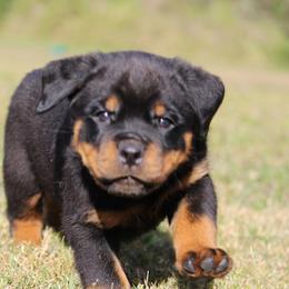 Rottweiler Puppies from Macht Haus Rottweilers