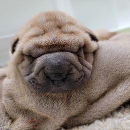 Girl 1 - Fawn female Chinese Shar-Pei puppy in Wellington, Ohio from Shine Shar-Pei