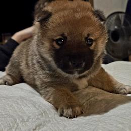 Willow - Red female Shiba Inu puppy in Stanley, North Carolina from Yoru's Dojo Legacy