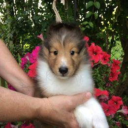 Shetland Sheepdog Puppies from Belmar Shetland Sheepdogs
