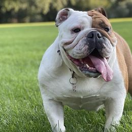 Bulldogs from Delaney Baker's English Bulldogs