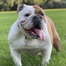 Bulldogs from Delaney Baker's English Bulldogs