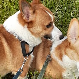 Pembroke Welsh Corgis from Fairy Kings Corgis