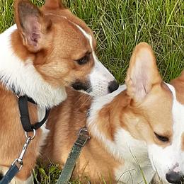 Pembroke Welsh Corgis from Fairy Kings Corgis