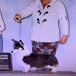 Chigger - Pembroke Welsh Corgi