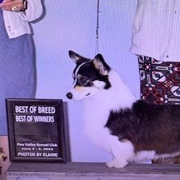 Chigger - Pembroke Welsh Corgi