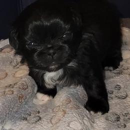 Gemma - Black female Pekingese puppy in Florence, Alabama from Keyna's Pekes