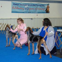 American English Coonhound All Grown Up from DC’s American English Coonhounds