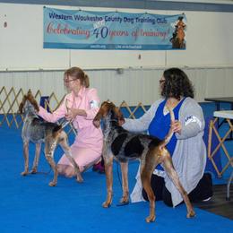 American English Coonhound All Grown Up from DC’s American English Coonhounds