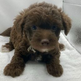 Ginger (Gray) - Chocolate female Yorkipoo puppy in Martin, Tennessee from Danza Bolo
