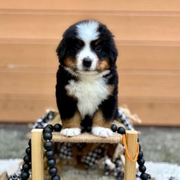 Orange - Tri-color male Bernese Mountain Dog puppy in Waukesha, Wisconsin from Bernese Boutique