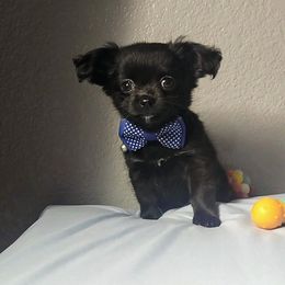 Midnight - Black and white male Chihuahua puppy in Redding, California from Akc ivy league chihuahua .  Com