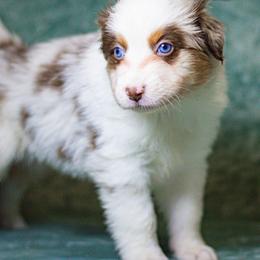 Australian Shepherd Puppies from Lovable Little Aussies