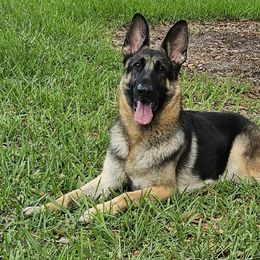 Xiamara - German Shepherd