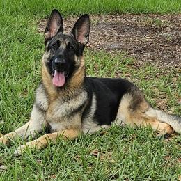Xiamara - German Shepherd