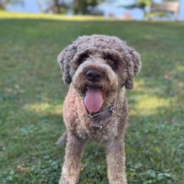 Lagotto Romagnolo All Grown Up from Millie Grace Haven