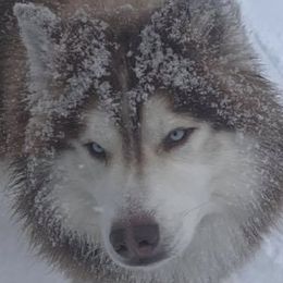 Odin - Siberian Husky