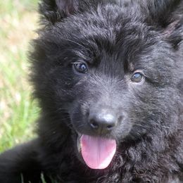 German Shepherd Puppies from Vom Anfang German Shepherds