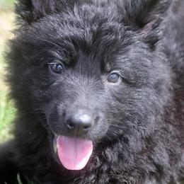 German Shepherd Puppies from Vom Anfang German Shepherds