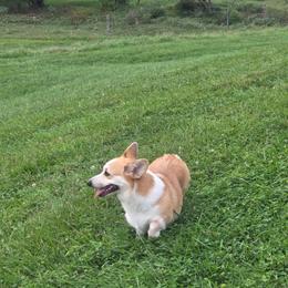 Pembroke Welsh Corgi puppies from Salted Rim Corgis