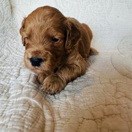 Purple - female Golden Mountain Doodle puppy in Leander, Texas from Olive Grove Doodles
