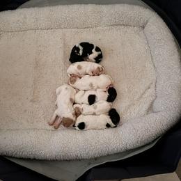 Goldendoodle Puppies from PDX PartiDoodles