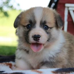 Bobbi - Red female Pembroke Welsh Corgi puppy in Pollock, Missouri from Northstar