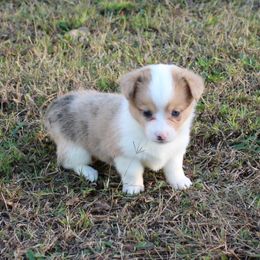 Maybelline - Red merle and white female American Corgi puppy in Leighton, Alabama from Bar P Livestock Corgis