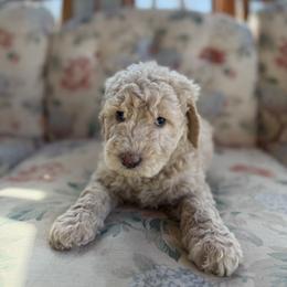 Waitlist 2 (F) - Phantom female Bernedoodle puppy in Gales Ferry, Connecticut from Schweers Goldens and Doodles