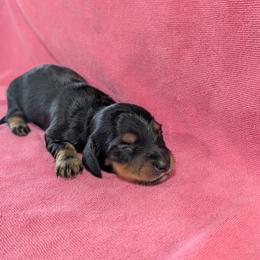 Girl 2 - Black and tan female Dachshund puppy in Andrews, Texas from For His Kingdom Kennels