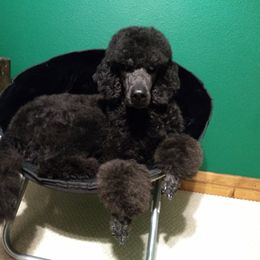Poodle Puppies from Deborah Busch Poodles