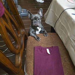 Piglet - French Bulldog