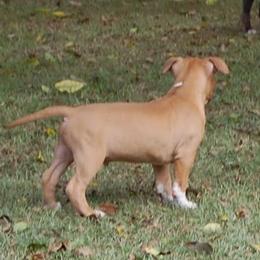 Male 4 - Red male American Staffordshire Terrier puppy in Ninety Six, South Carolina from Emerald Creek Kennel