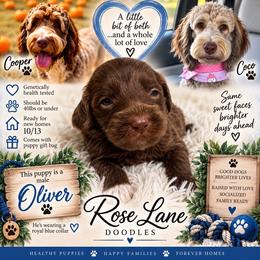 Oliver - Royal Blue - Brown male Bernedoodle puppy in Winfield, Alabama from Rose Lane Doodles