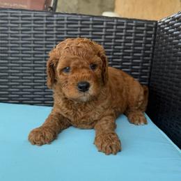 Boy 2(black collar) - Red  male Goldendoodle puppy in Weston, Florida from Lucky's Poodle & Doodles